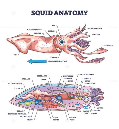 Electric eel anatomy as fish structure with inner organs outline ...