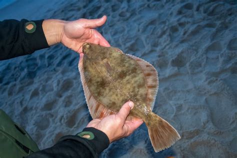 10 Types of Flatfish to Catch in the Ocean - Fishmasters.com