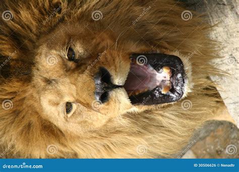 Roaring Lion Royalty Free Stock Image - Image: 30506626