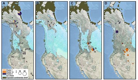 Ancient bison fossils offer hints about 1st humans in southern Canada ...