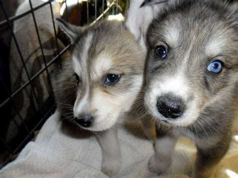 Husky Wolf Mix Puppies