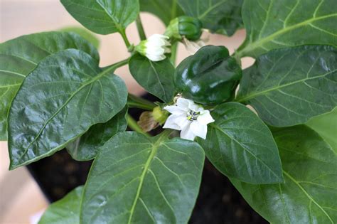 Should I Pinch Early Flower Buds Off My Pepper Plants? - Pepper Geek