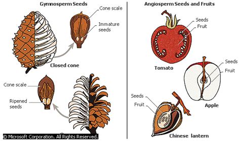 Angiosperms Vs Gymnosperms - Forestrypedia