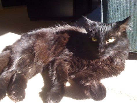 black cat in the sun | Cats, Black cat, Animals