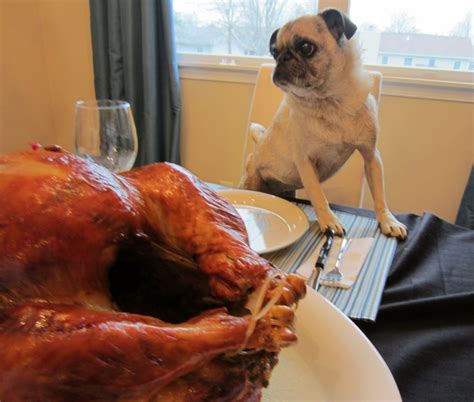 Pugnacious P: Thanksgiving and Christmas all in one weekend