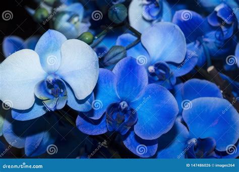 Blue orchids stock photo. Image of botany, house, flora - 147486026