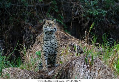 Jaguar Panthera Onca Hunting Northern Pantanal Stock Photo 2234560273 ...