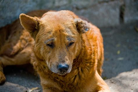 Demodex in Dogs - Symptoms, Causes, Diagnosis, Treatment, Recovery ...