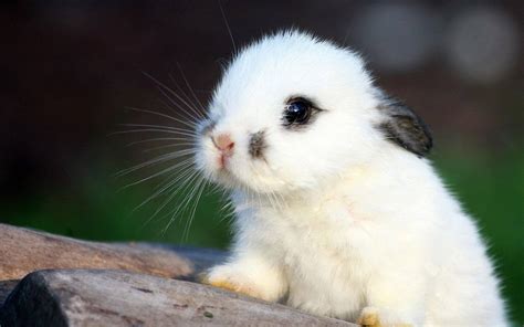 [100+] Cute Bunny Wallpapers | Wallpapers.com