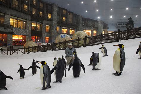 Dubai Indoor ski resort has own penguins - AR15.COM