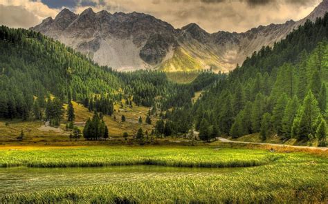 Green grass field near mountain surrounded by tall trees HD wallpaper ...