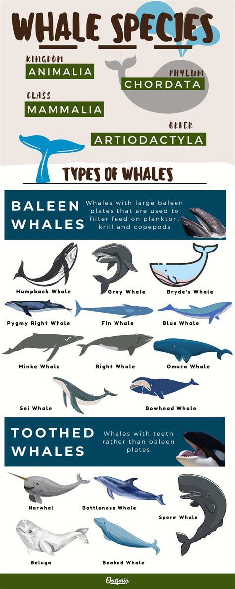 Species Of Whales