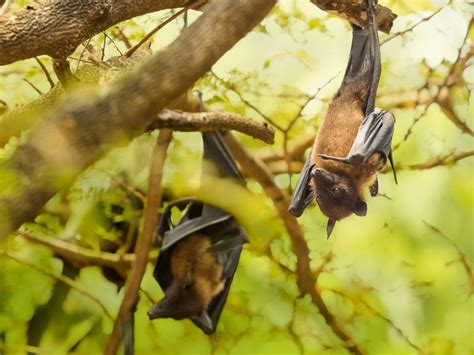 How to feed the Megabat in Phuket