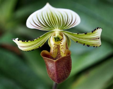 18 Most Rare Flowers from Around the World