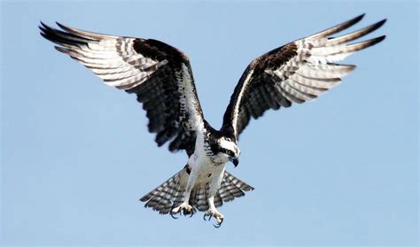 Osprey Reintroduction: The Great Success Story | Three Rivers Park District