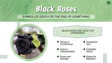 Black Roses: Meaning, Symbolism, and Proper Occasions - A-Z Animals