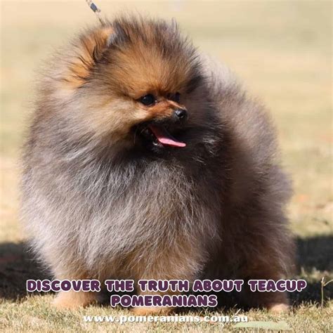 Discovering the Truth About Teacup Pomeranians: Why They May Not Be ...