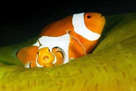 Baby clownfish - Fluffy Friday! - Reveal