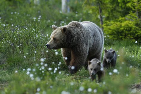 Wild animals in Sweden and where to see them — WildSweden - wildlife ...