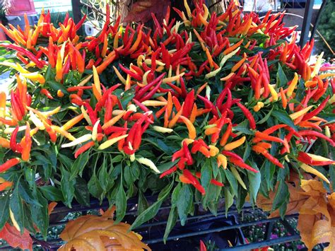 Seasonally colorful, this ornamental chili pepper plant is the perfect ...