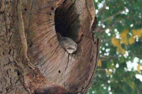 What Do Squirrel Nests Look Like & How Do They Build Them?