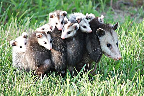 25 Cute Possum and Opossum Pictures | Reader's Digest