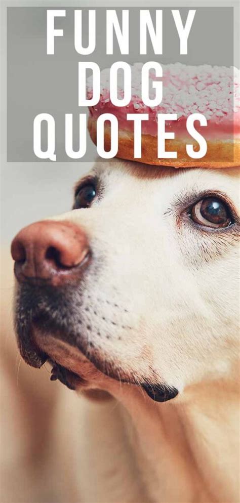 Funny Dog Quotes From the Quirky to the Hilarious