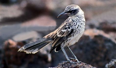 Mockingbird Of Galapagos - Facts, Information & Habitat