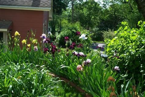 Daylilies in the Landscape: A Photo Tour - Garden.org