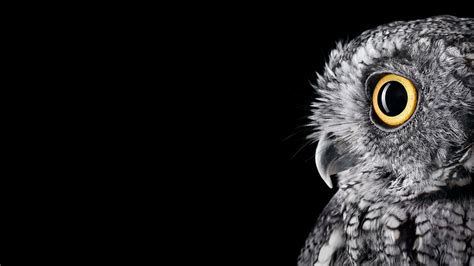 HD Owl Desktop Wallpapers - Top Free HD Owl Desktop Backgrounds ...