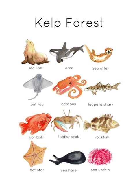 Kelp Forest Wildlife by Teach Simple