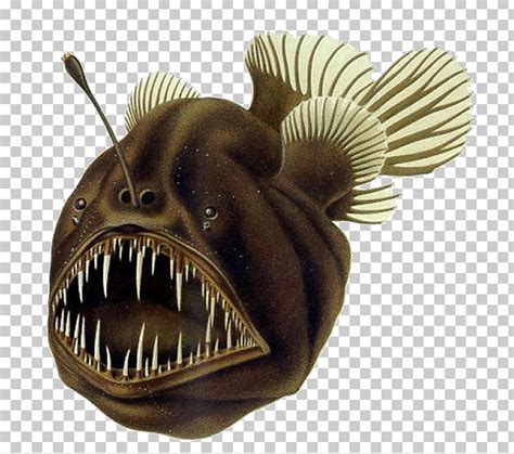 Black Seadevil Humpback Anglerfish Deep Sea Fish PNG, Clipart ...