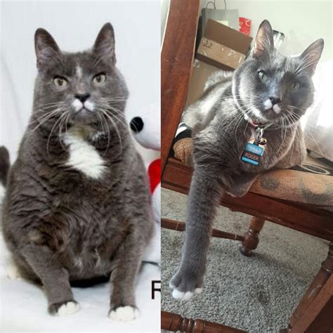 My cousin saw this 20lb senior cat available for adoption. After a year ...