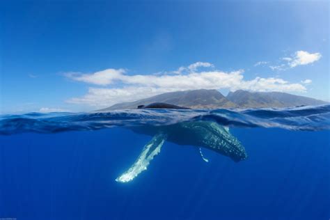 Whale Week Trivia: Do all whales sing? Where is a whale’s hair? How ...