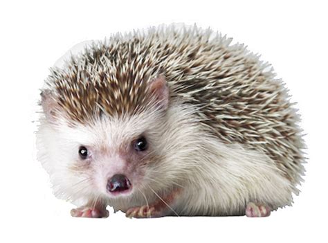 Hedgehog PNG Images Transparent Background | PNG Play