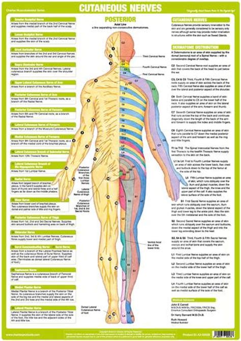 Lower Limb Nerves Posterior - Podiacare Ltd