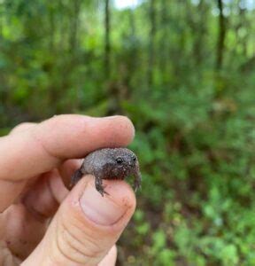 13 Grumpy Black Rain Frog Facts - Fact Animal