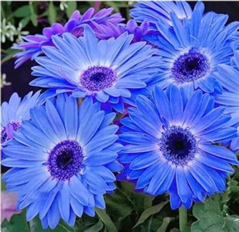 100Pcs/Pack Gerbera Daisy Seeds Majorette Blue Halo Fragrant | Etsy