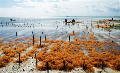 Seaweed Farming To Fight Climate Change - Hi Boox