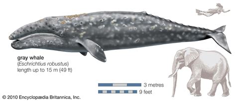 Gray whale | Migration, Feeding Habits & Conservation | Britannica