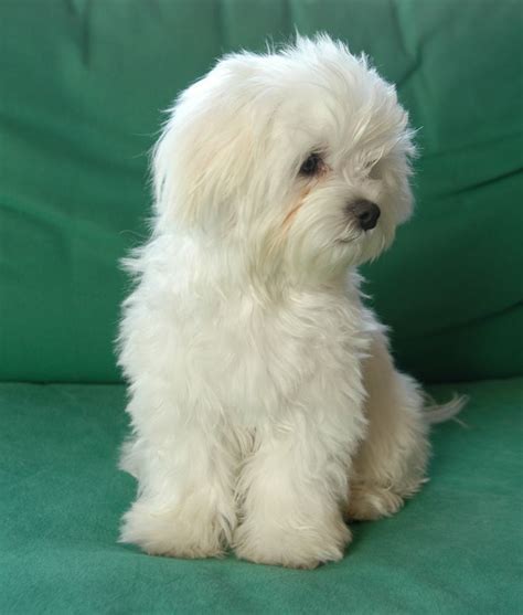 17 Best images about Maltese Puppies on Pinterest | White puppies, For ...