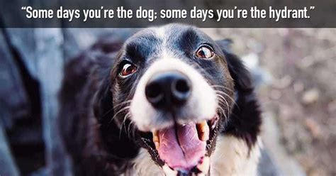 70+ Funny Dog Quotes and Sayings - My Dog's Name