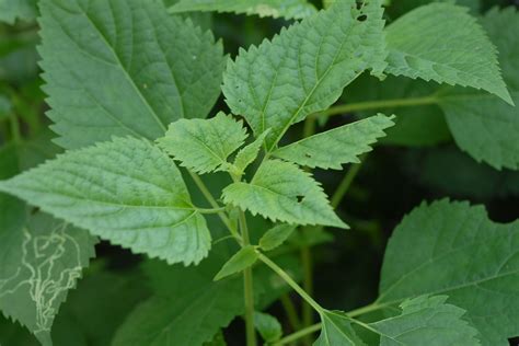 Photo: 13, Plant: White snakeroot [Ageratina altissima]