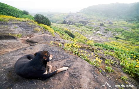 Hiking with Dogs - Treks and Trails India