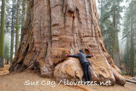 Sequoia National Park – I Love Trees