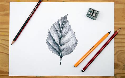 How To Draw A Realistic Leaf – NBKomputer