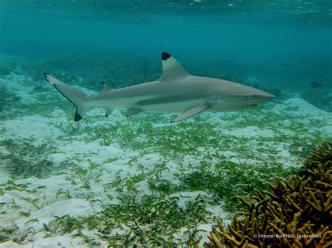 Black Tip Reef Shark Breeding - Gili Lankanfushi Maldives