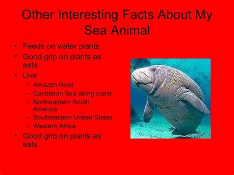 Facts About Ocean Animals