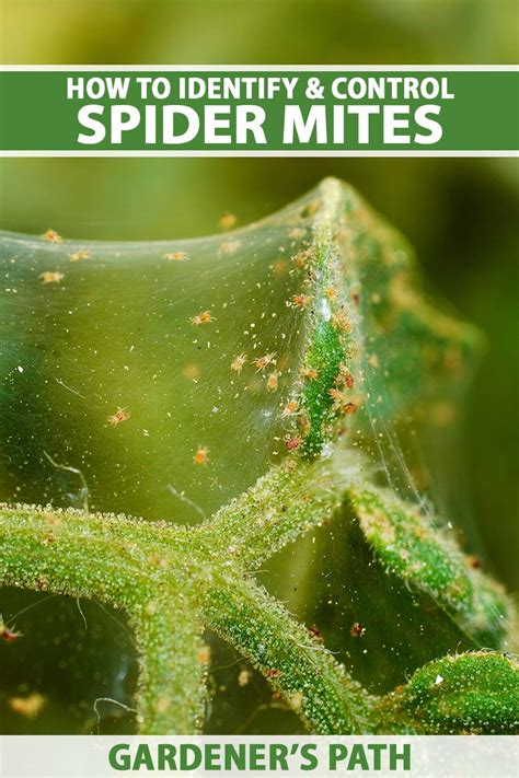 Aphids Vs Spider Mites: What Are The Differences? AZ, 58% OFF