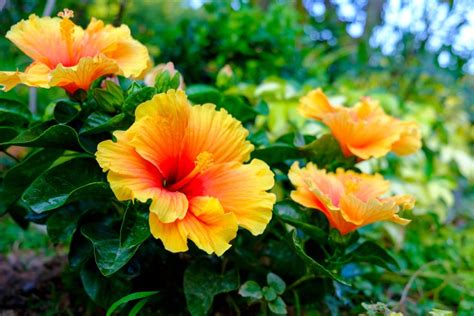 8 Reasons Your Hibiscus' Leaves Are Turning Yellow